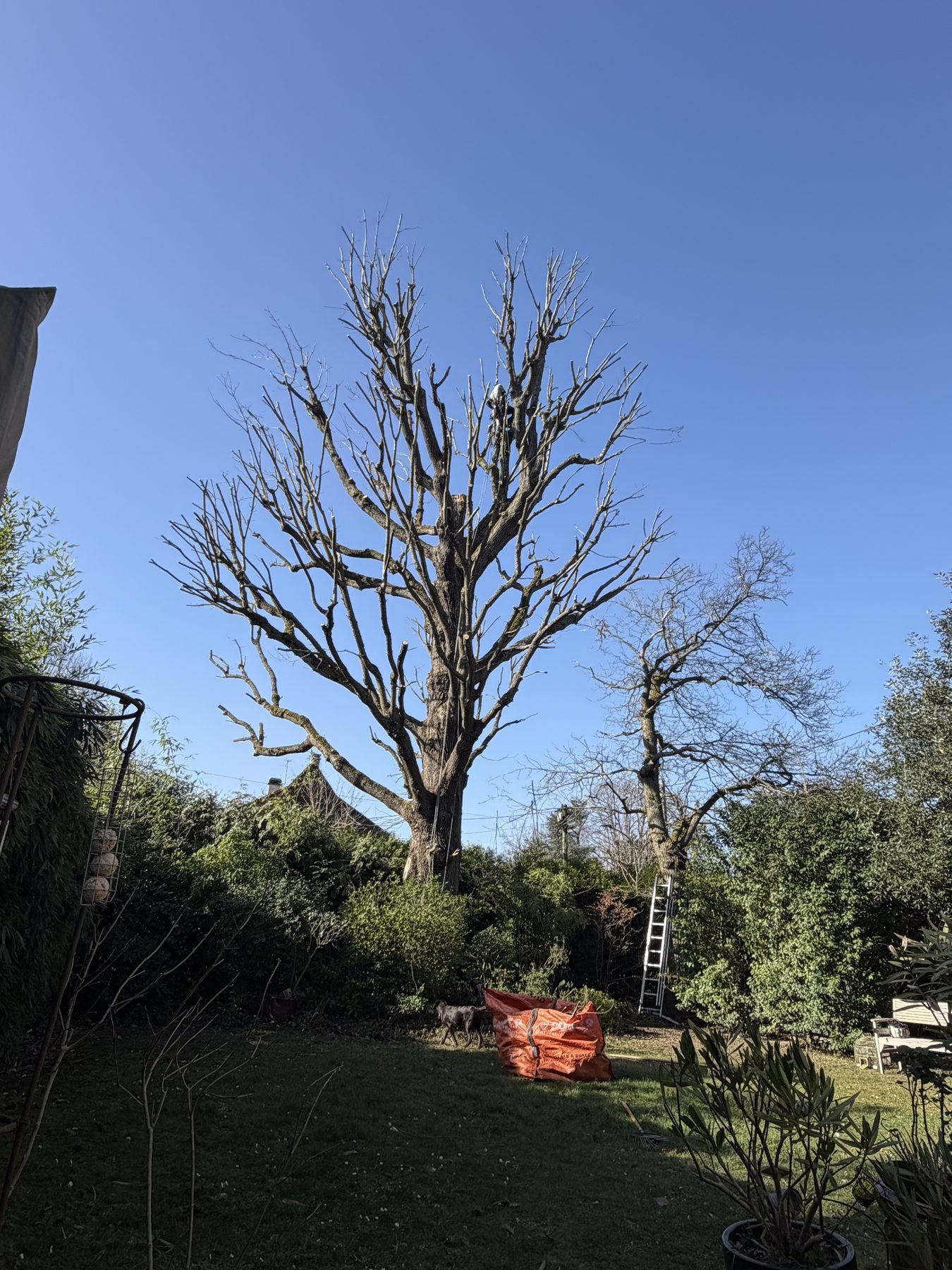 Arbre après réduction de couronne, La Celle-Saint-Cloud (78)