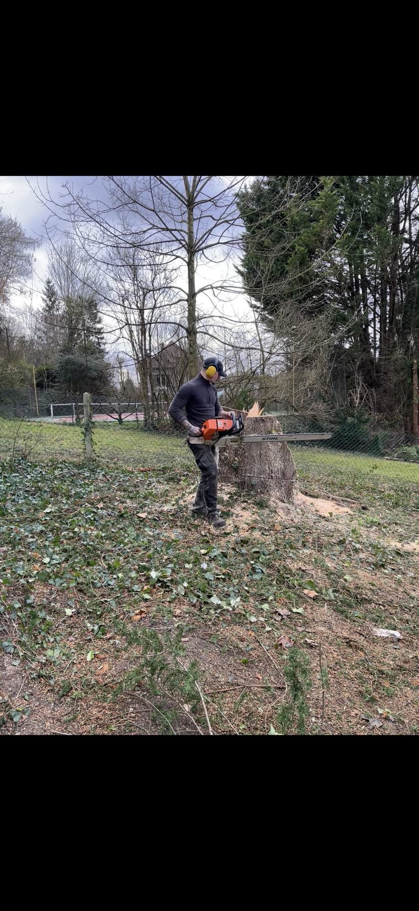 Découpe de souche à la tronçonneuse après abattage