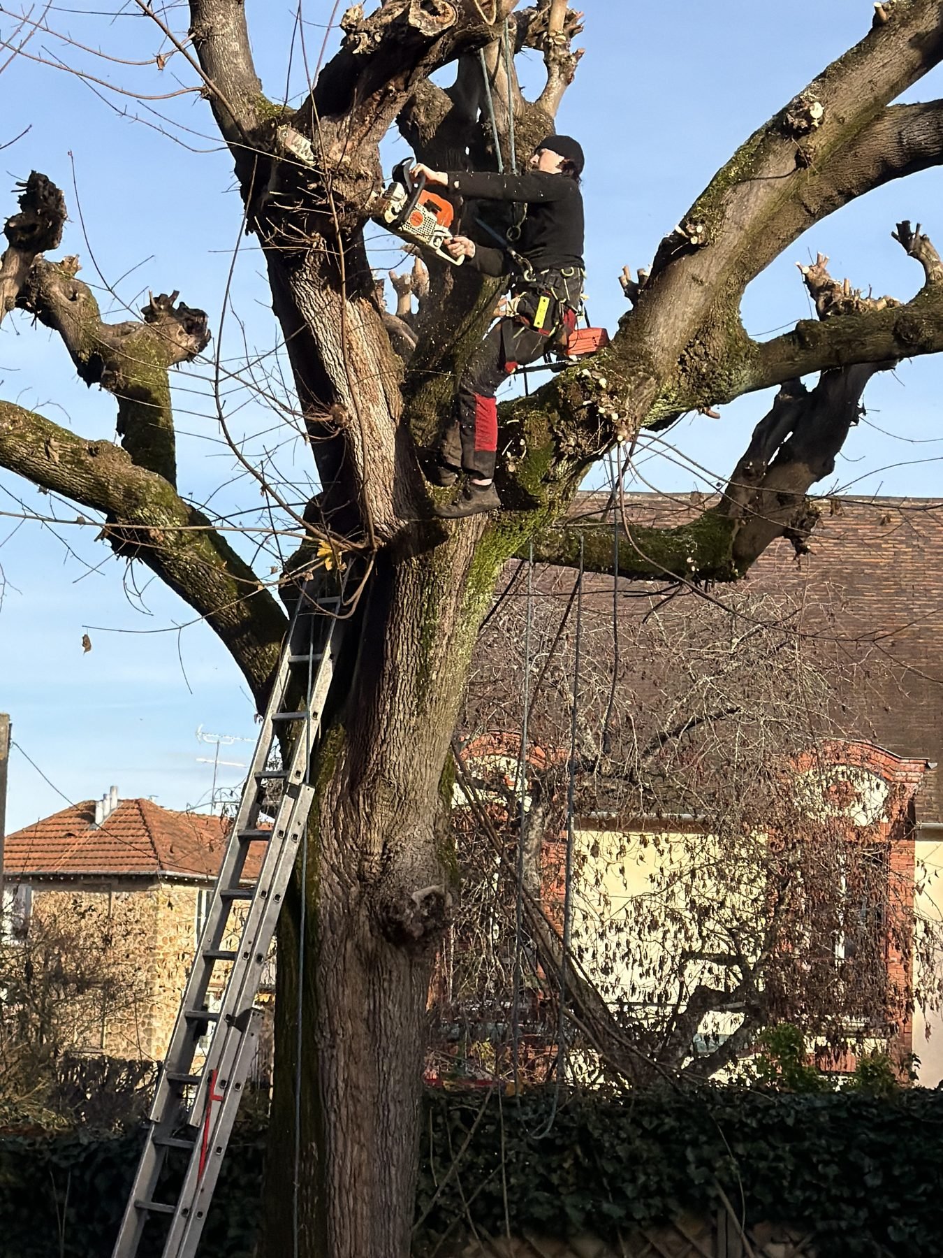 Élagueur-grimpeur en cours d'élagage raisonné dans un chêne