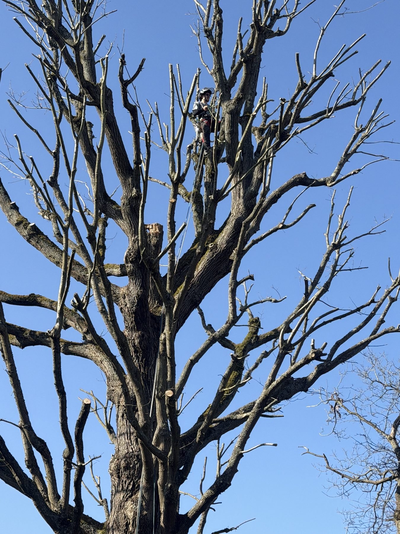 Arbre après taille sanitaire, La Celle-Saint-Cloud (78)
