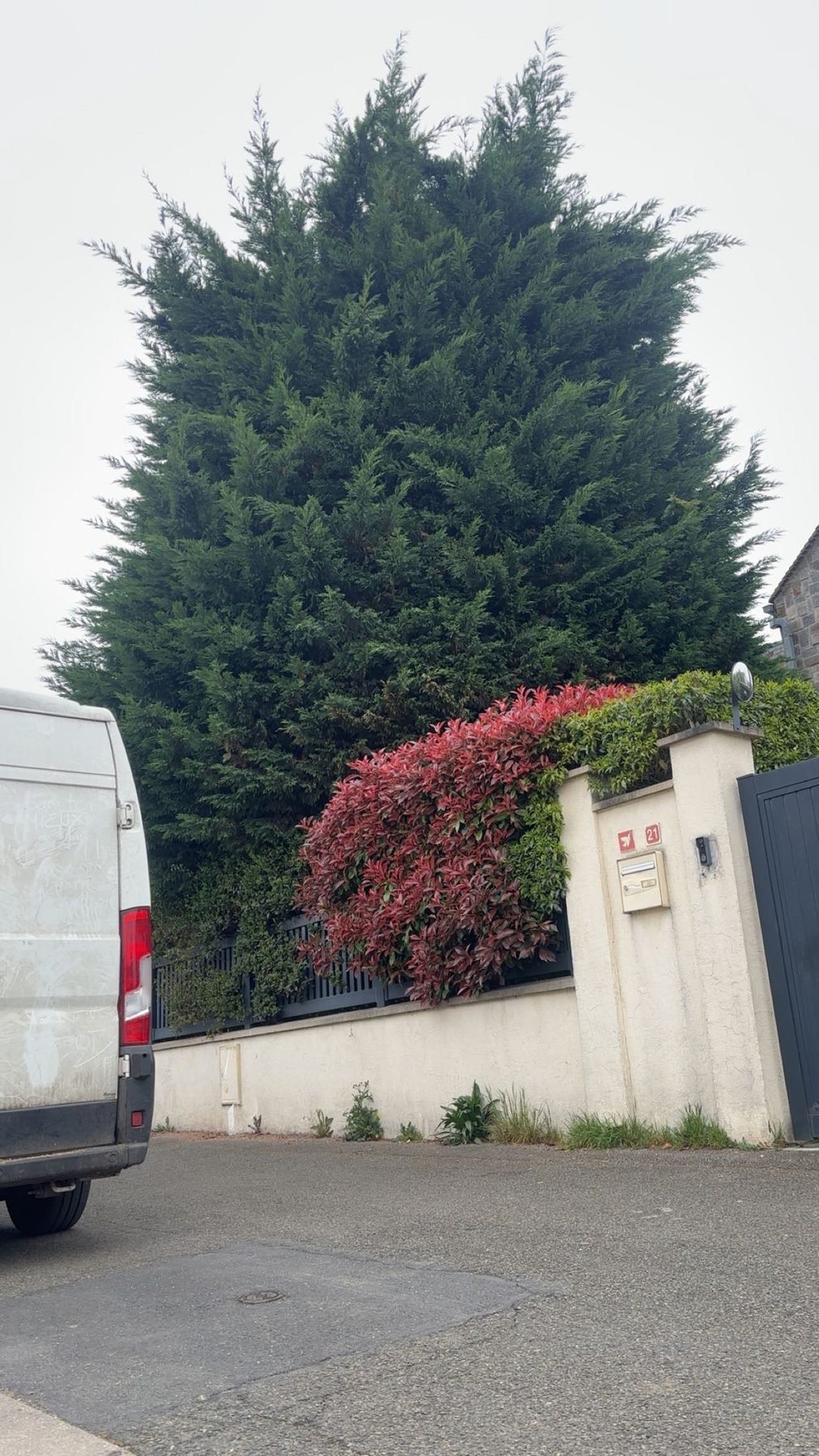 Haie de cyprès avant taille dans un jardin de particulier