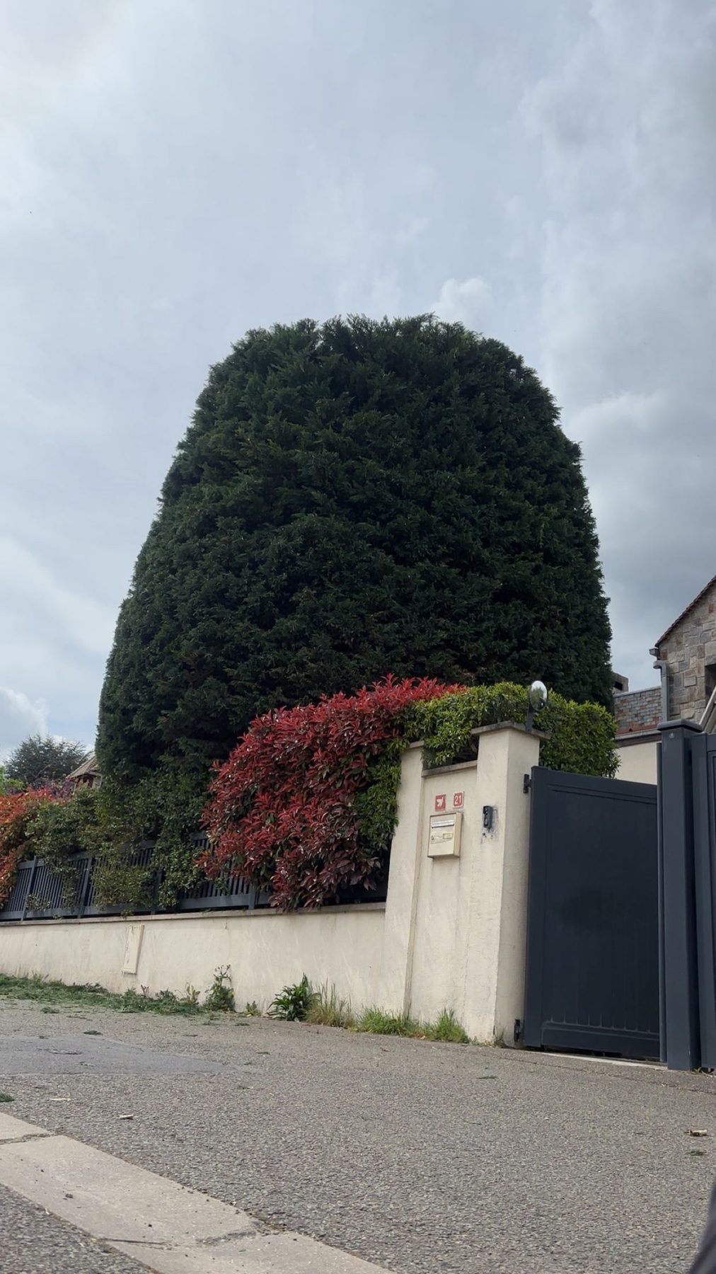 Haie de cyprès à tailler devant une propriété