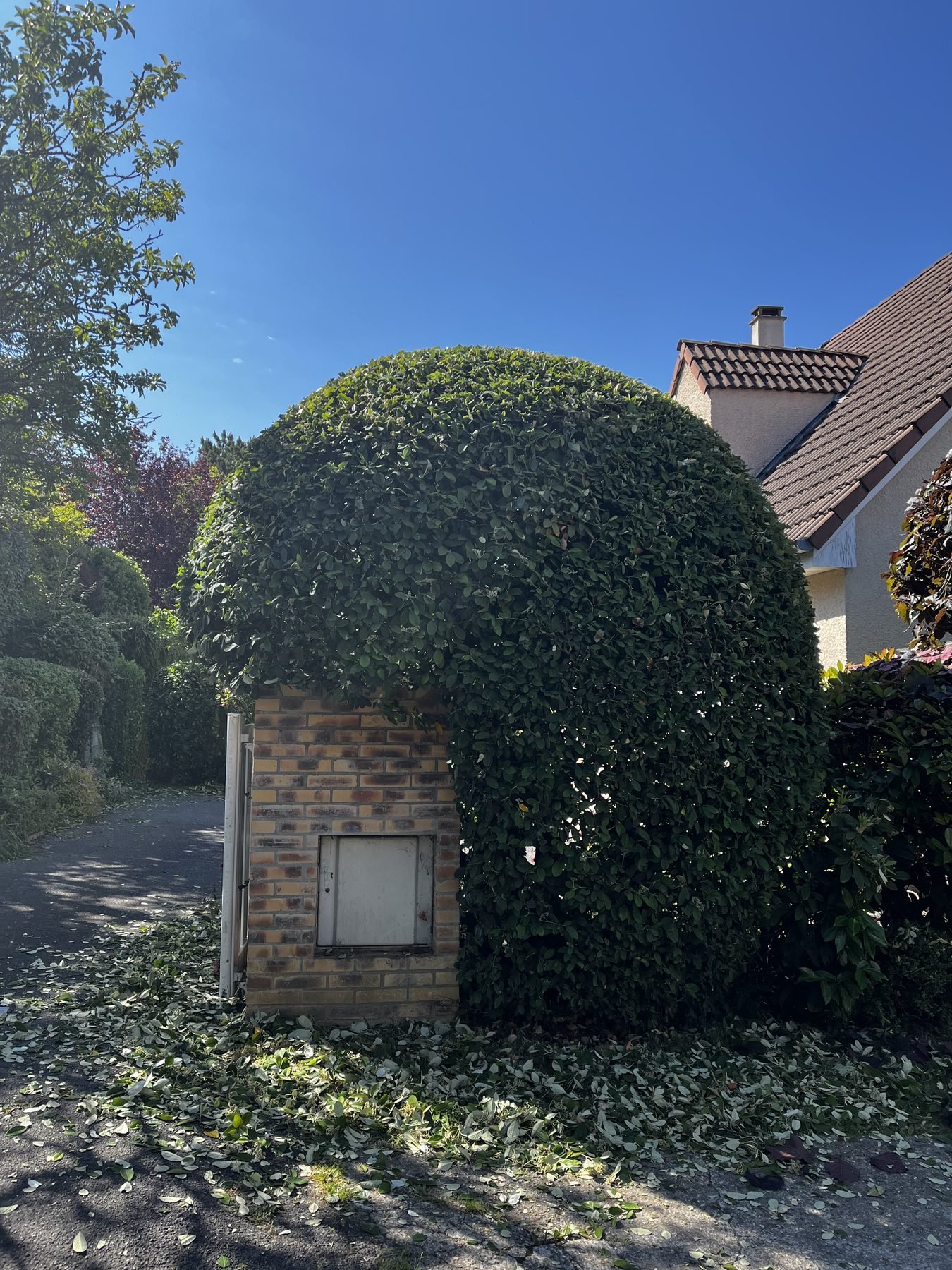 Arbuste persistant taillé en boule devant une maison