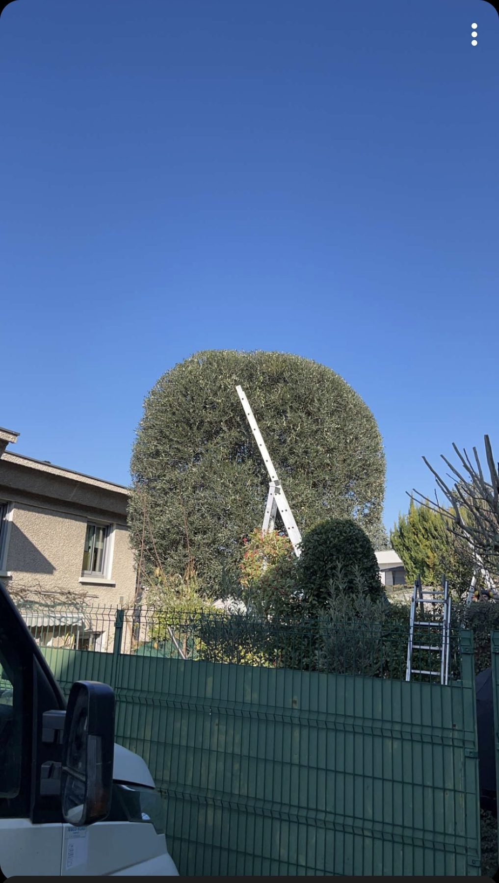 Taille topiaire d'un olivier en boule